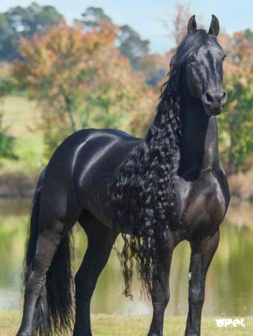 Фриз вороной масти