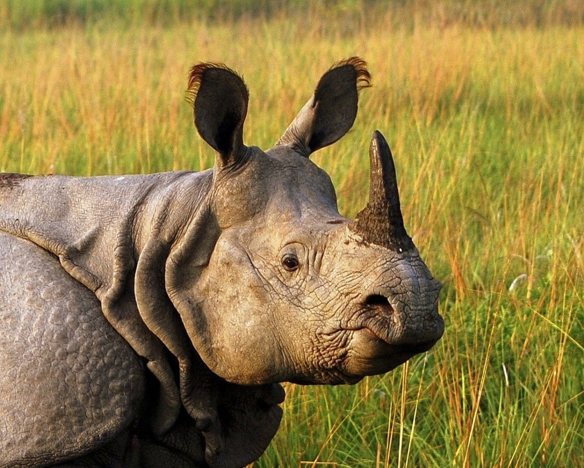 Однорогий носорог
