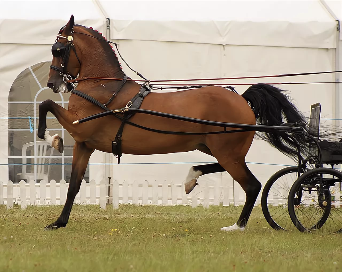 Порода Хакнэ