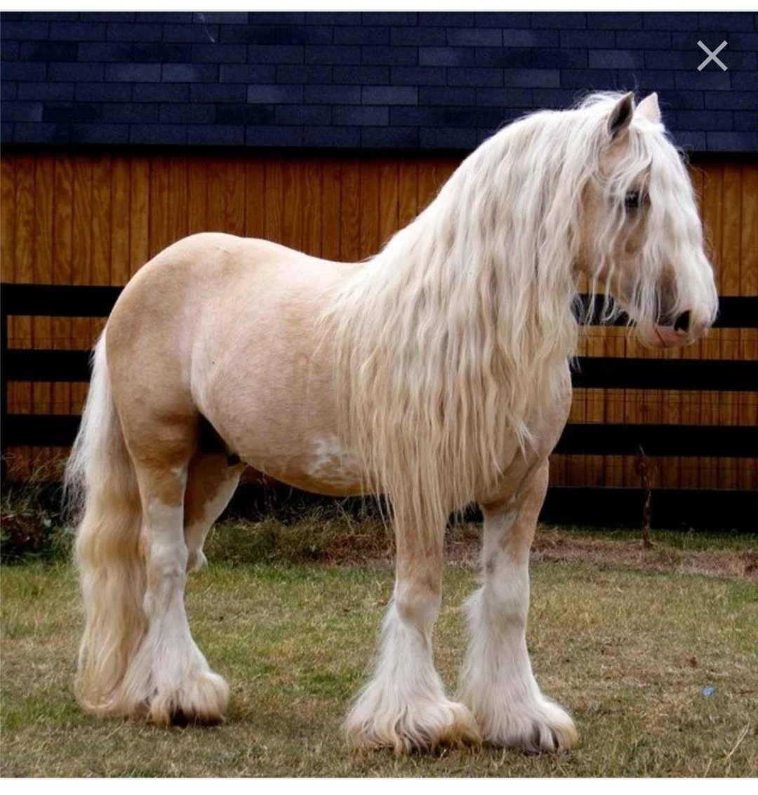 Першерон и Шайр