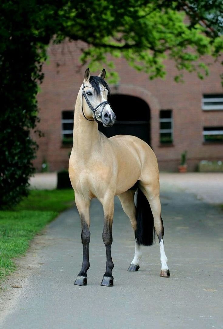 Арабская лошадь Буланая