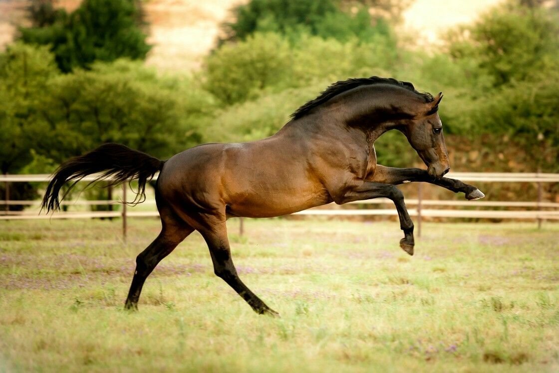 Конь жеребец