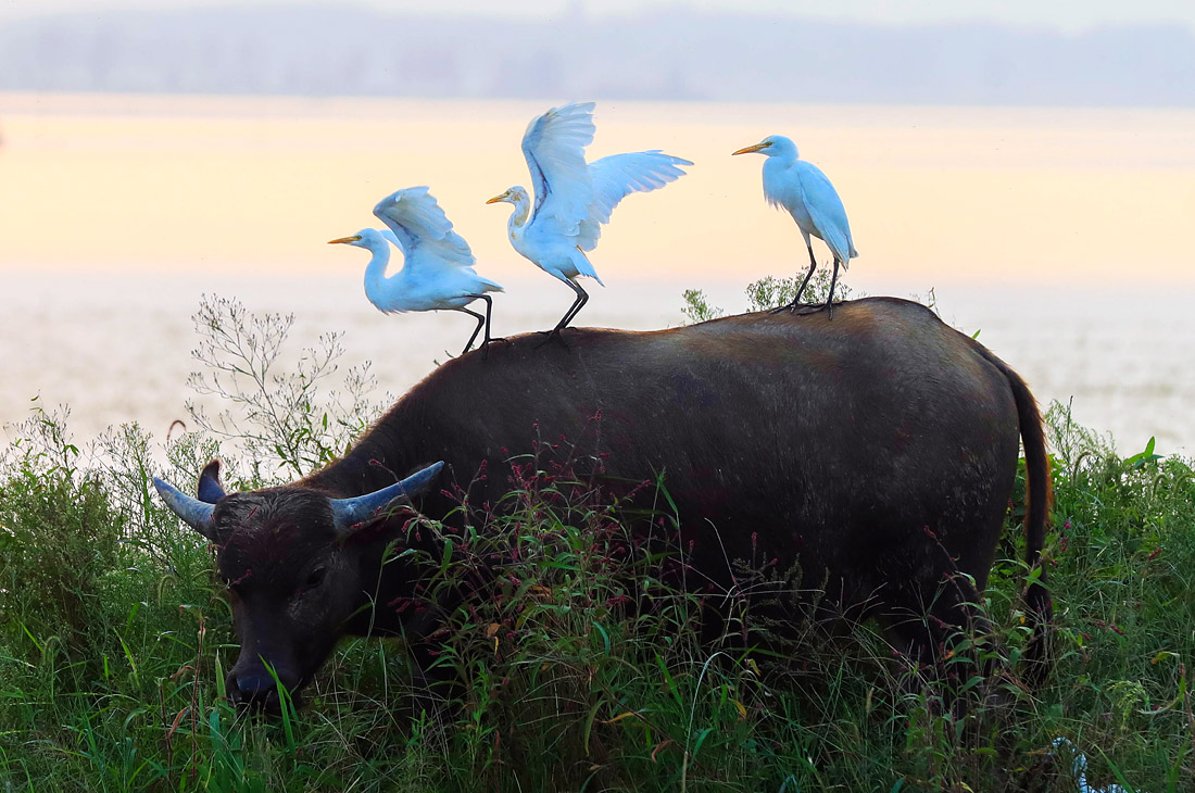 Птица корова
