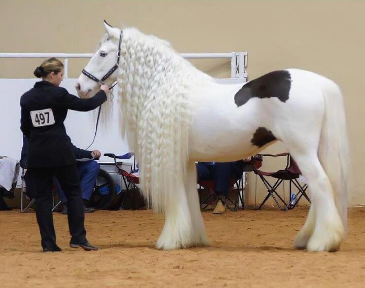 Лошади породы Тайгер