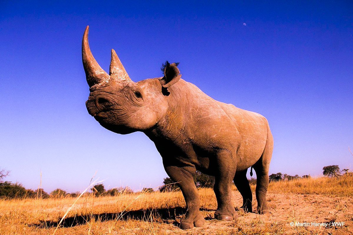 Западный черный носорог вымерший