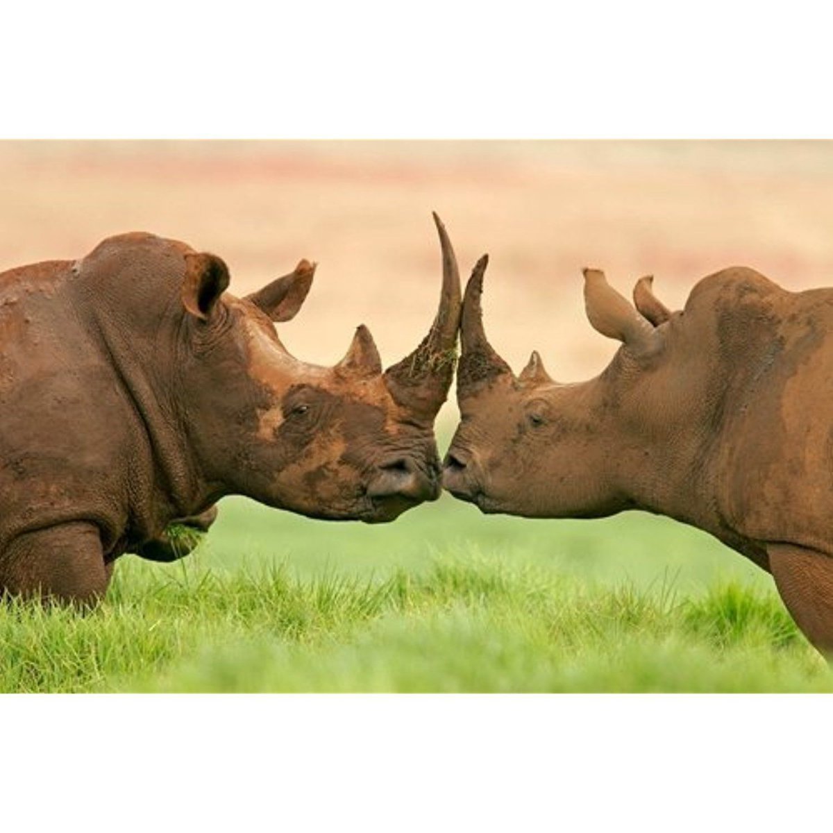 Носорог рядом с человеком