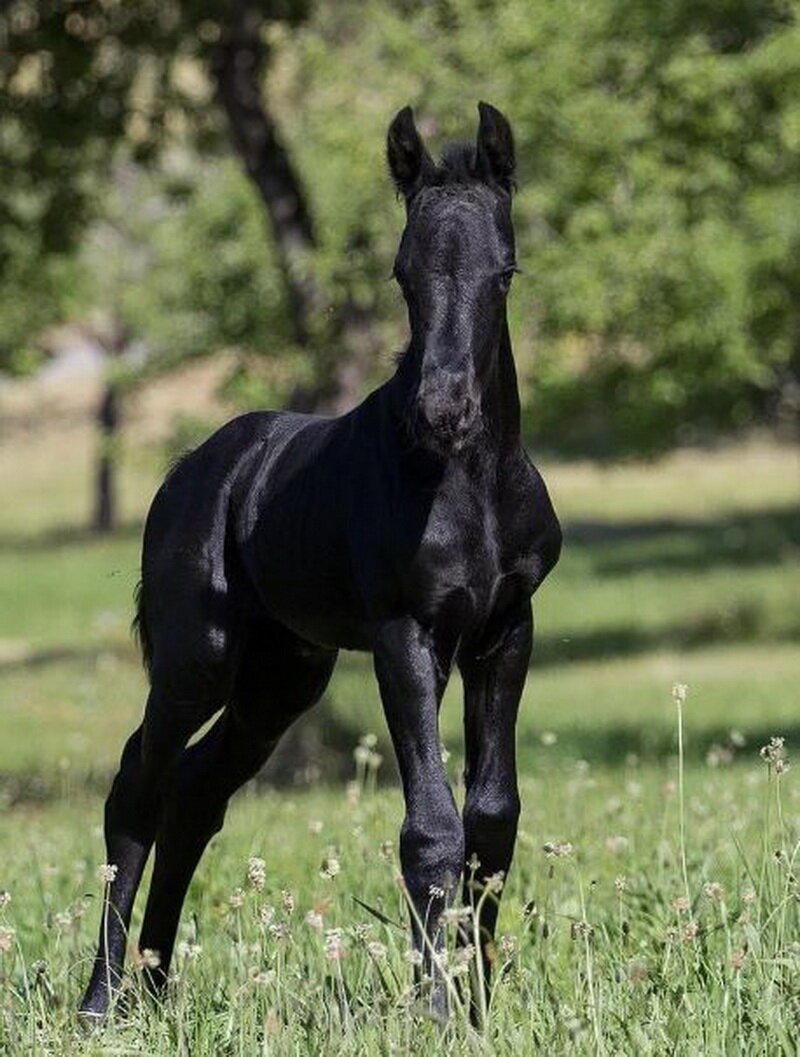 Вороная масть лошади