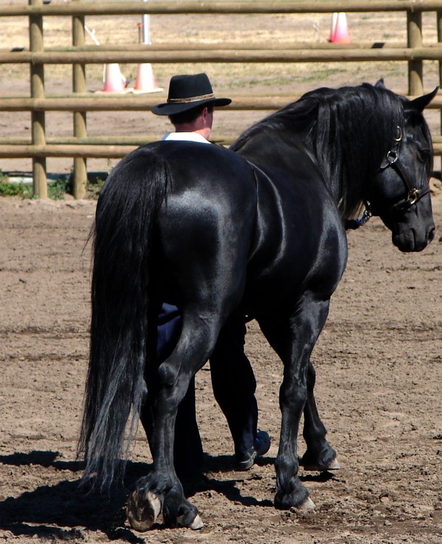 Порода лошадей канадский иноходец