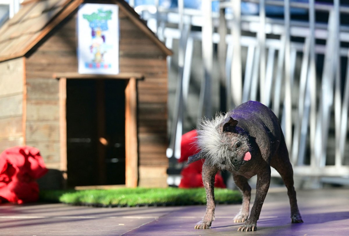 Конкурс самая страшная собака