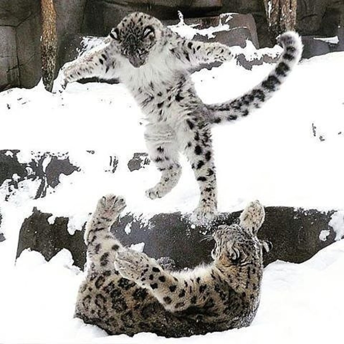 Снежный Барс альбинос