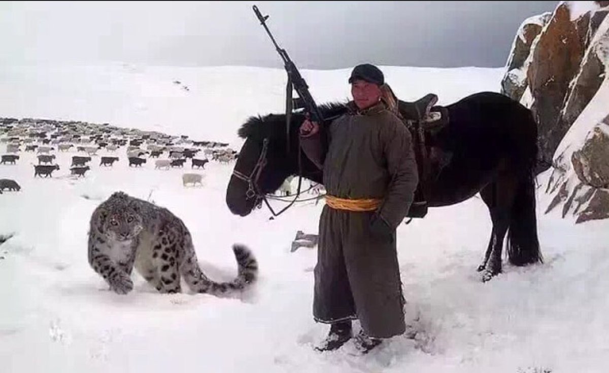 Барс и волк