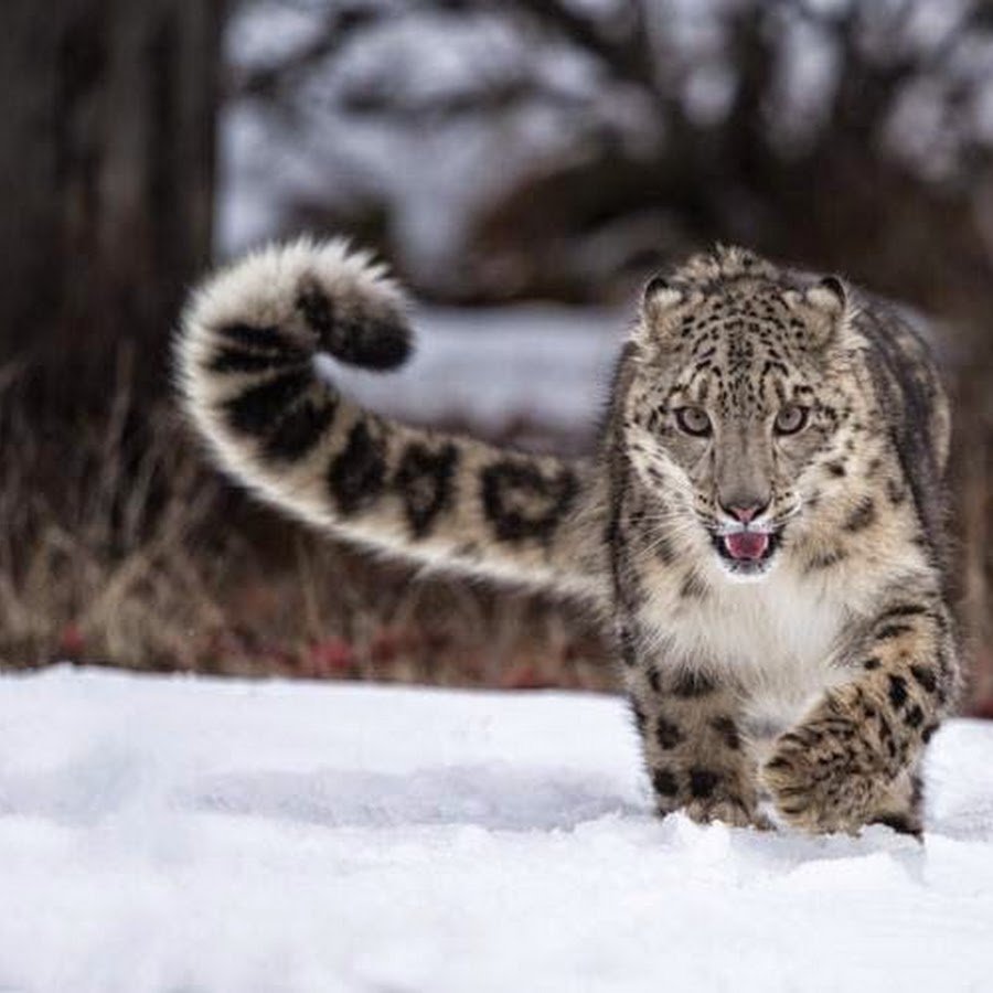 Снежный Барс хвост