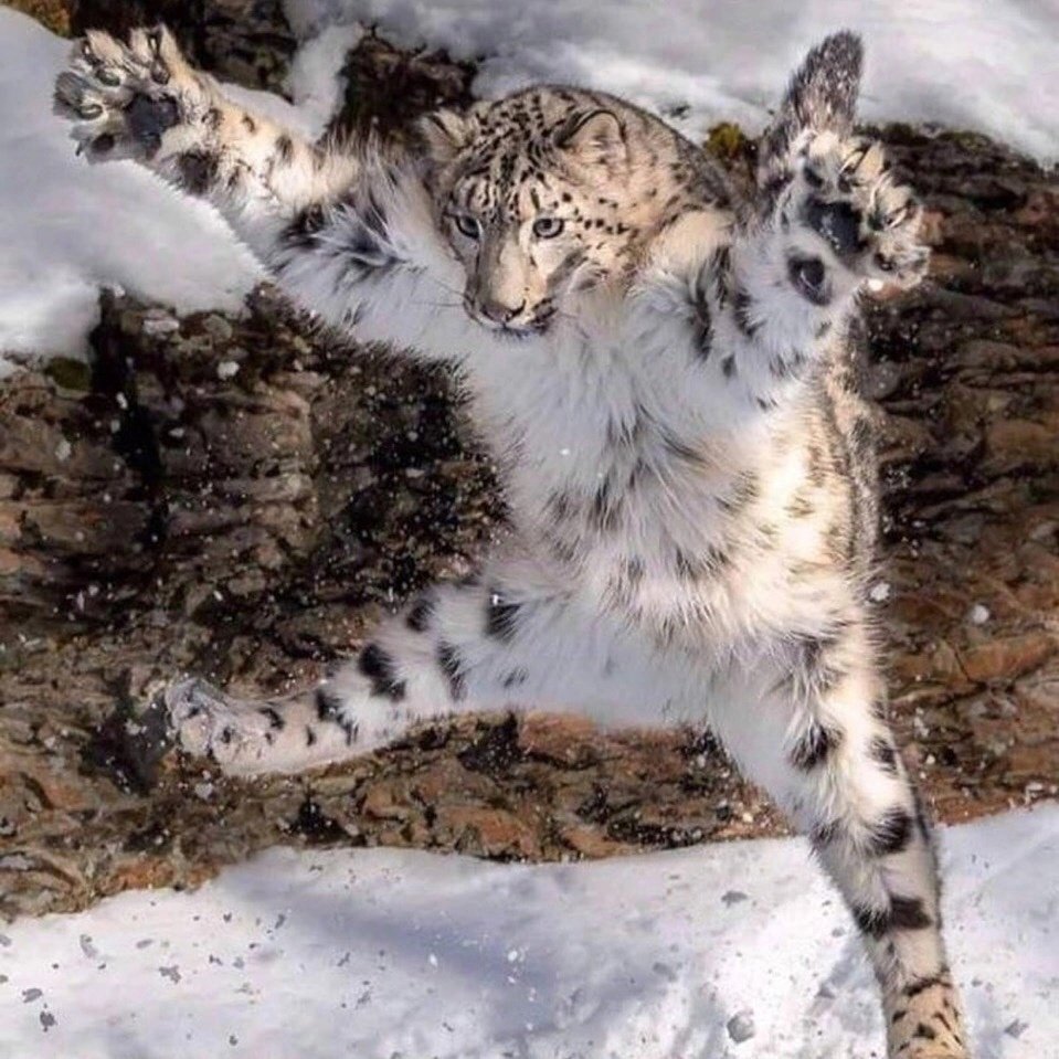 Снежный Барс Ирбис