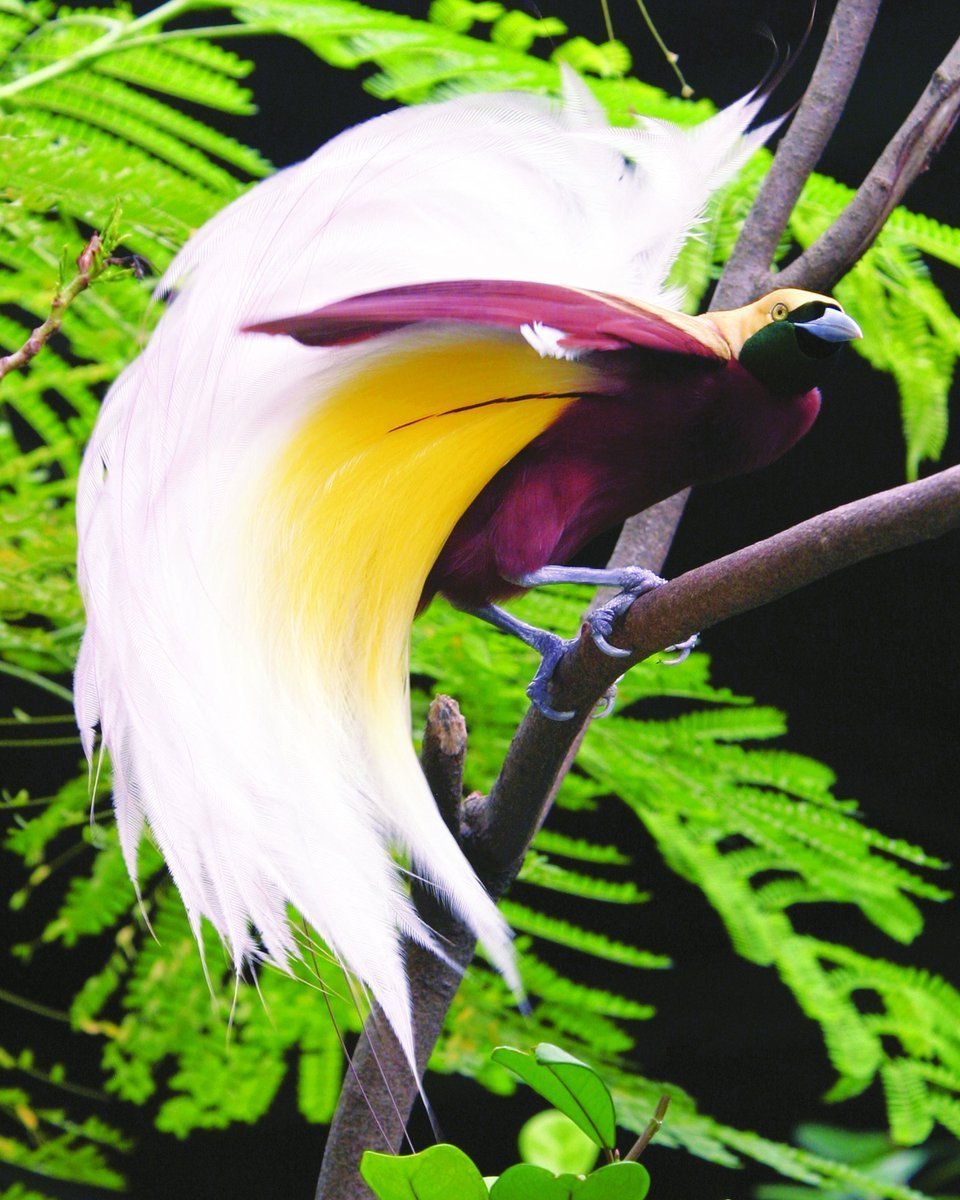 Тропические Райские птицы