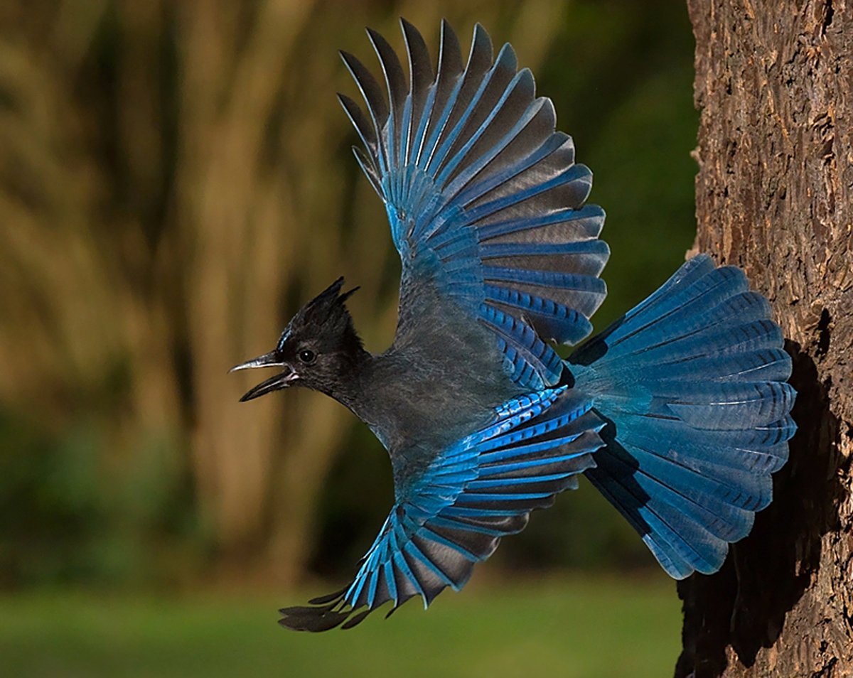 Стеллерова черноголовая Сойка