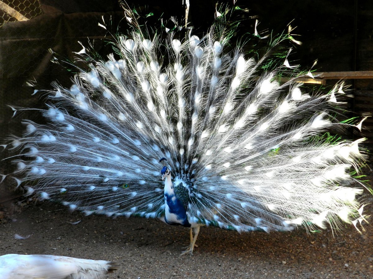 Павлин породы Миднайт