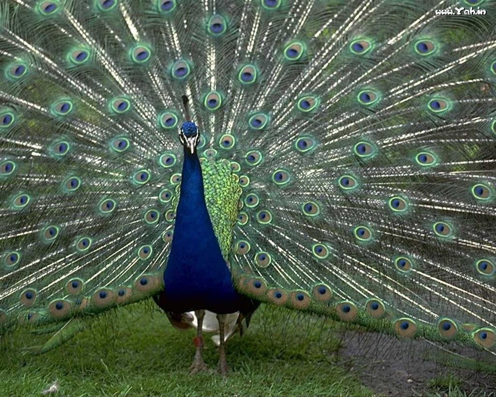 Павлин Арлекино