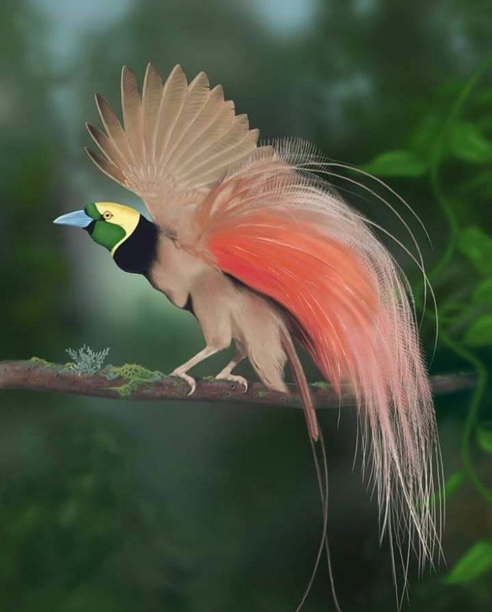 Реггианова Райская птица