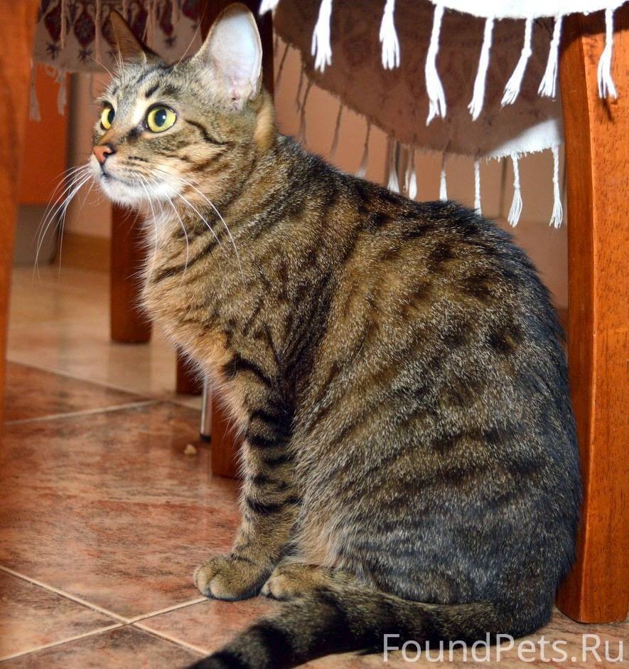 Кот тигровой расцветки