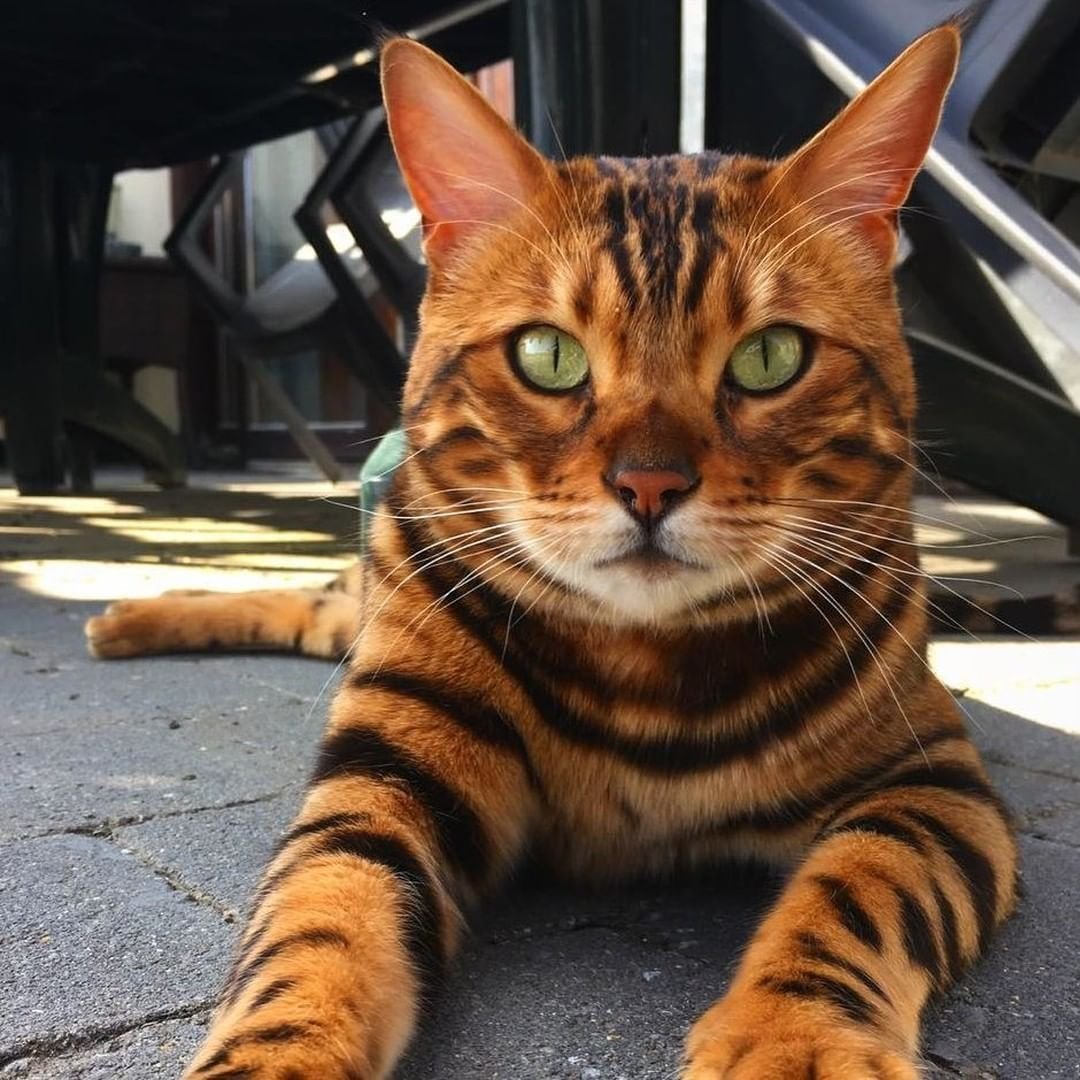 Тойгер кошка