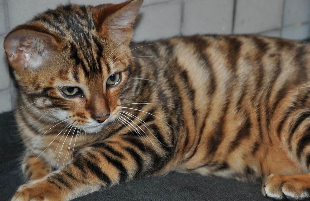 Котята породы тойгер
