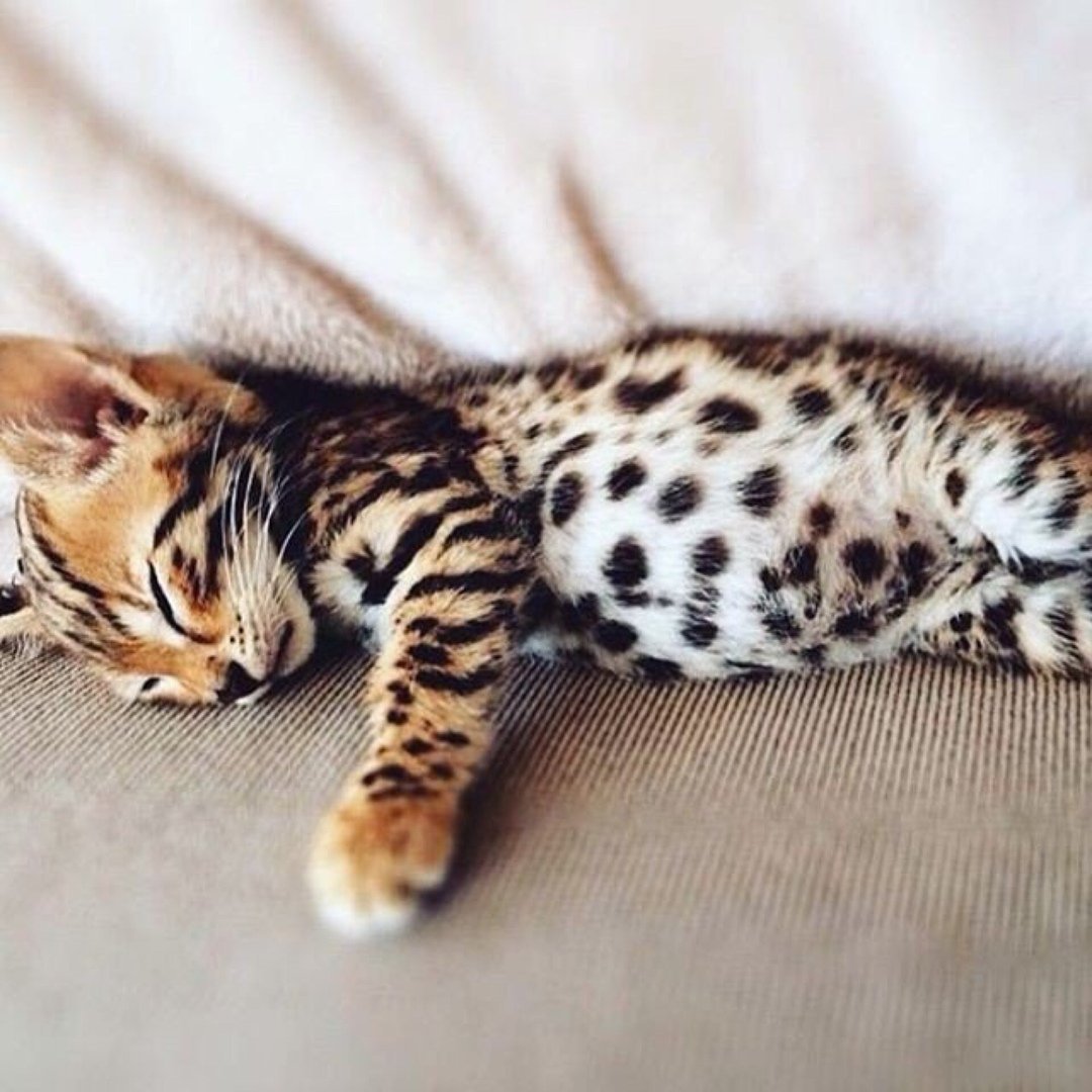 Бенгальская кошка чистокровная