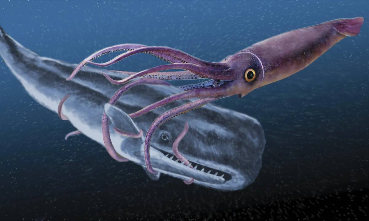 Антарктический гигантский кальмар