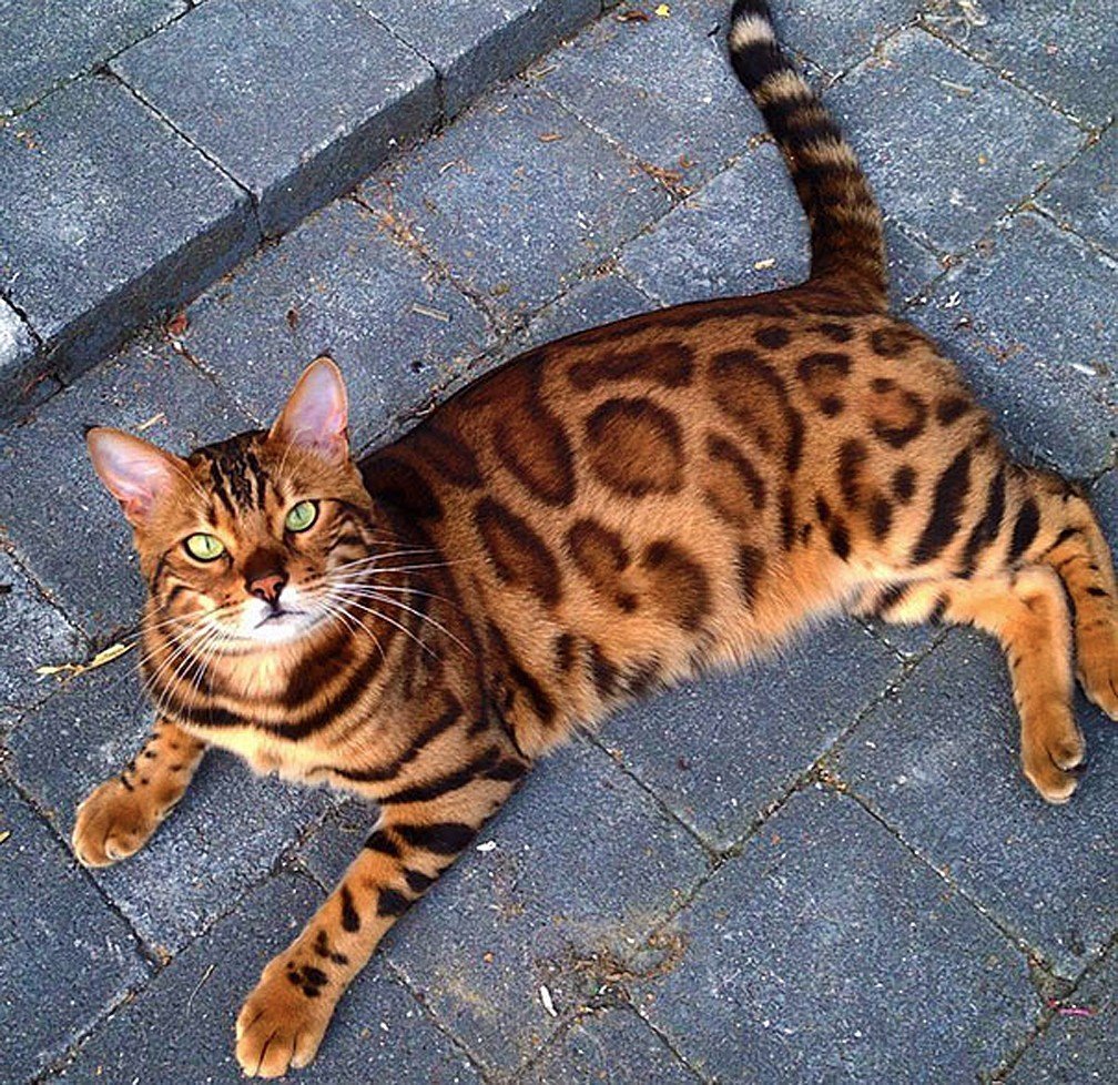 Кошки бенгальской породы