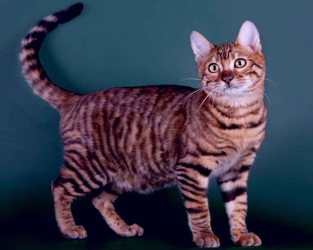 Тойгер кошка серая