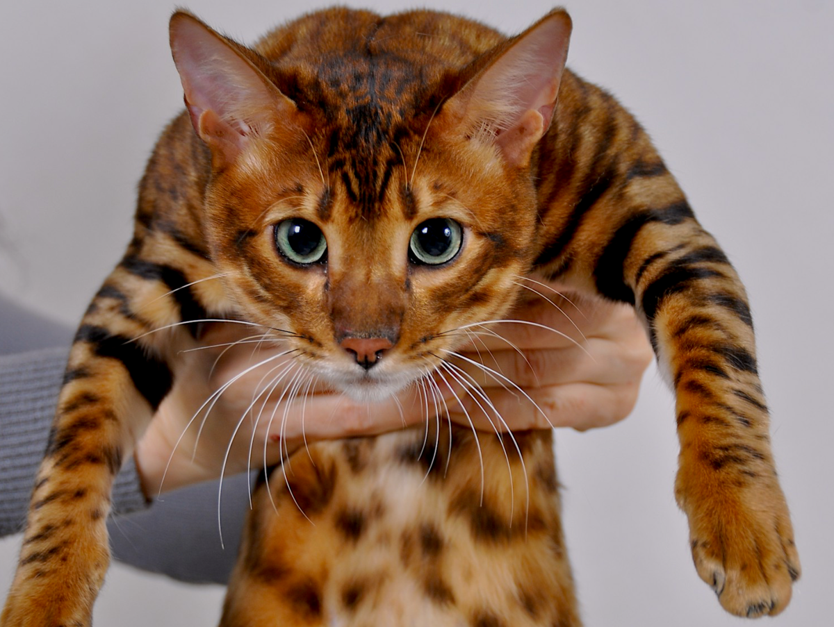 Тайгер бенгальский кот