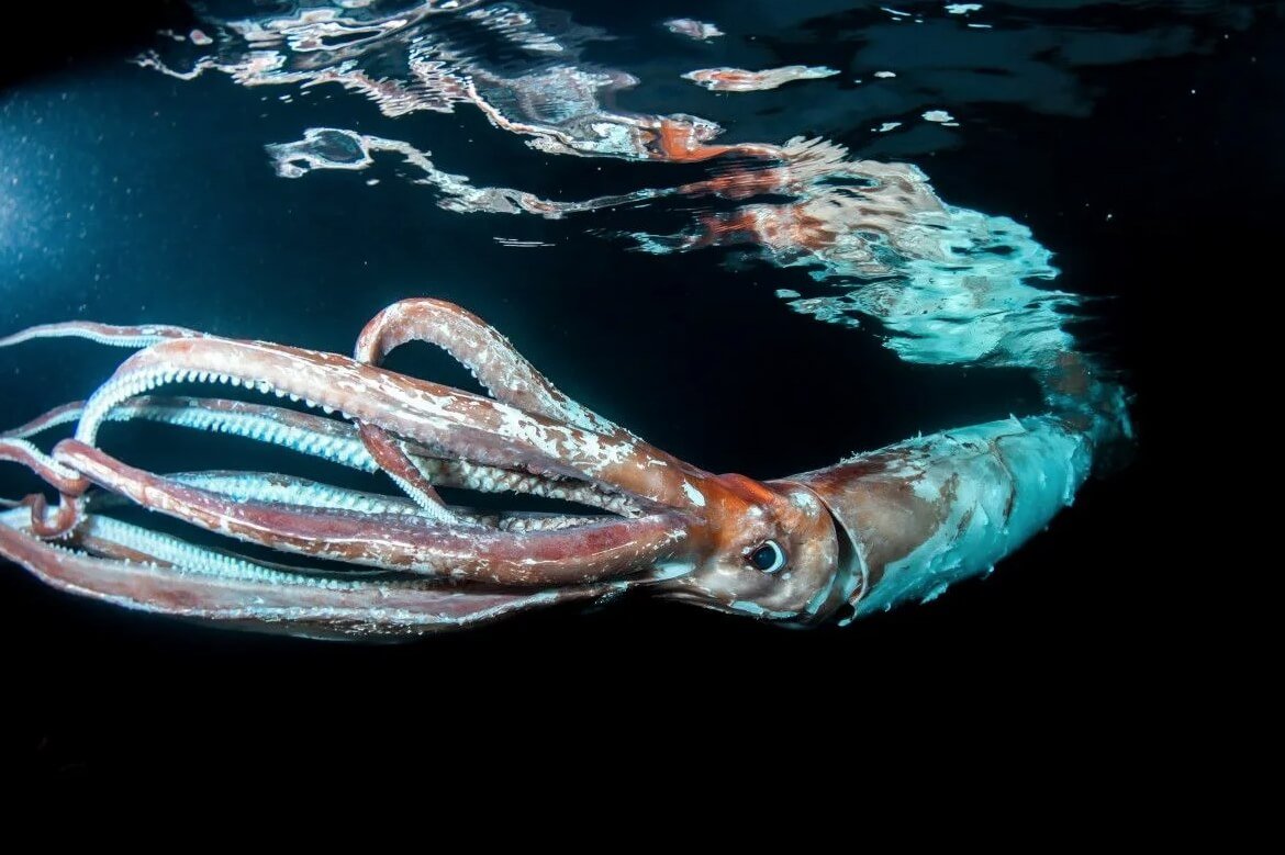 Гигантский кальмар Кракен