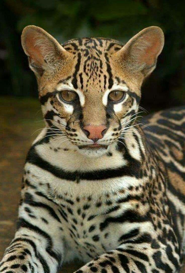 Дикая Бенгальская леопардовая кошка