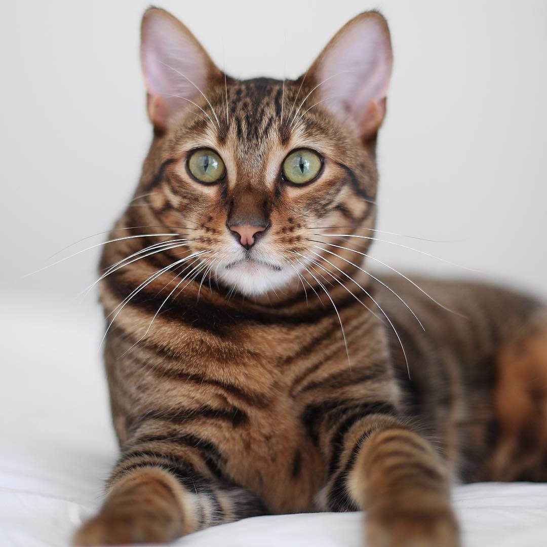 Порода тойгер