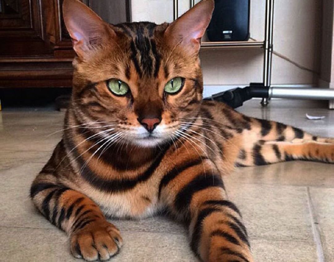 Бенгальский кот