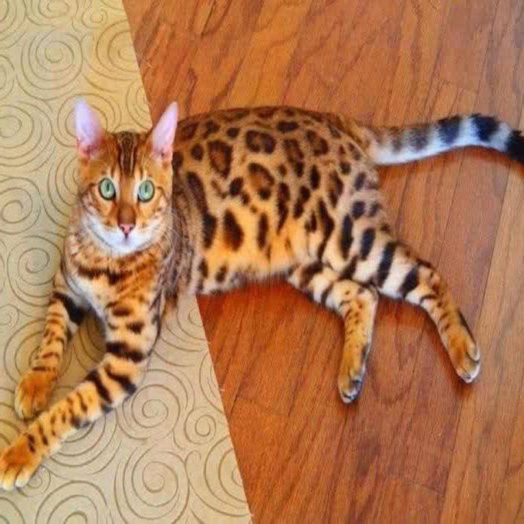 Бенгальская кошка