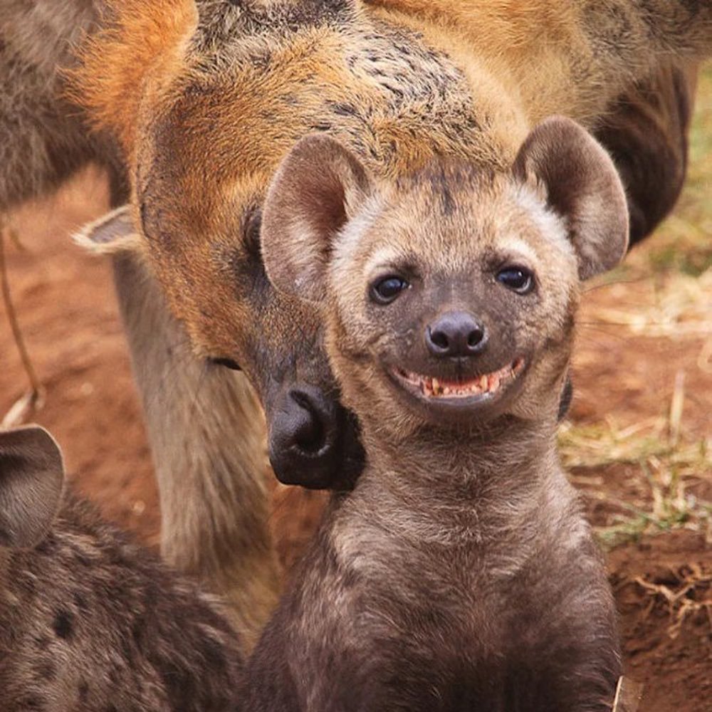 Гиена улыбается