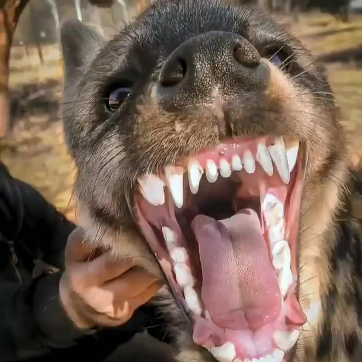 Улыбка гиены