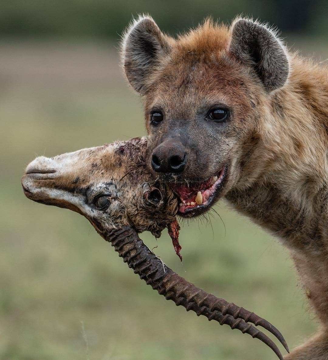Гривистая гиена