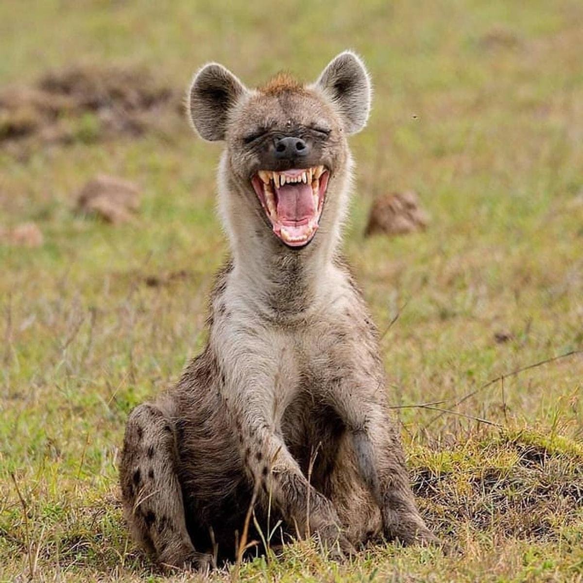 Гиена животное