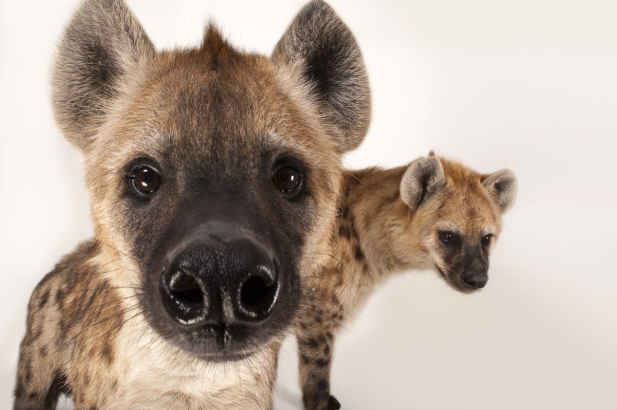 Пятнистая гиена