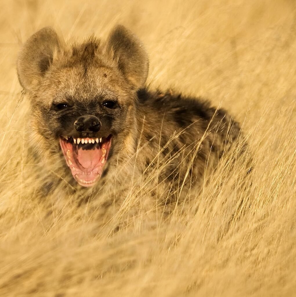 Шакал скалится