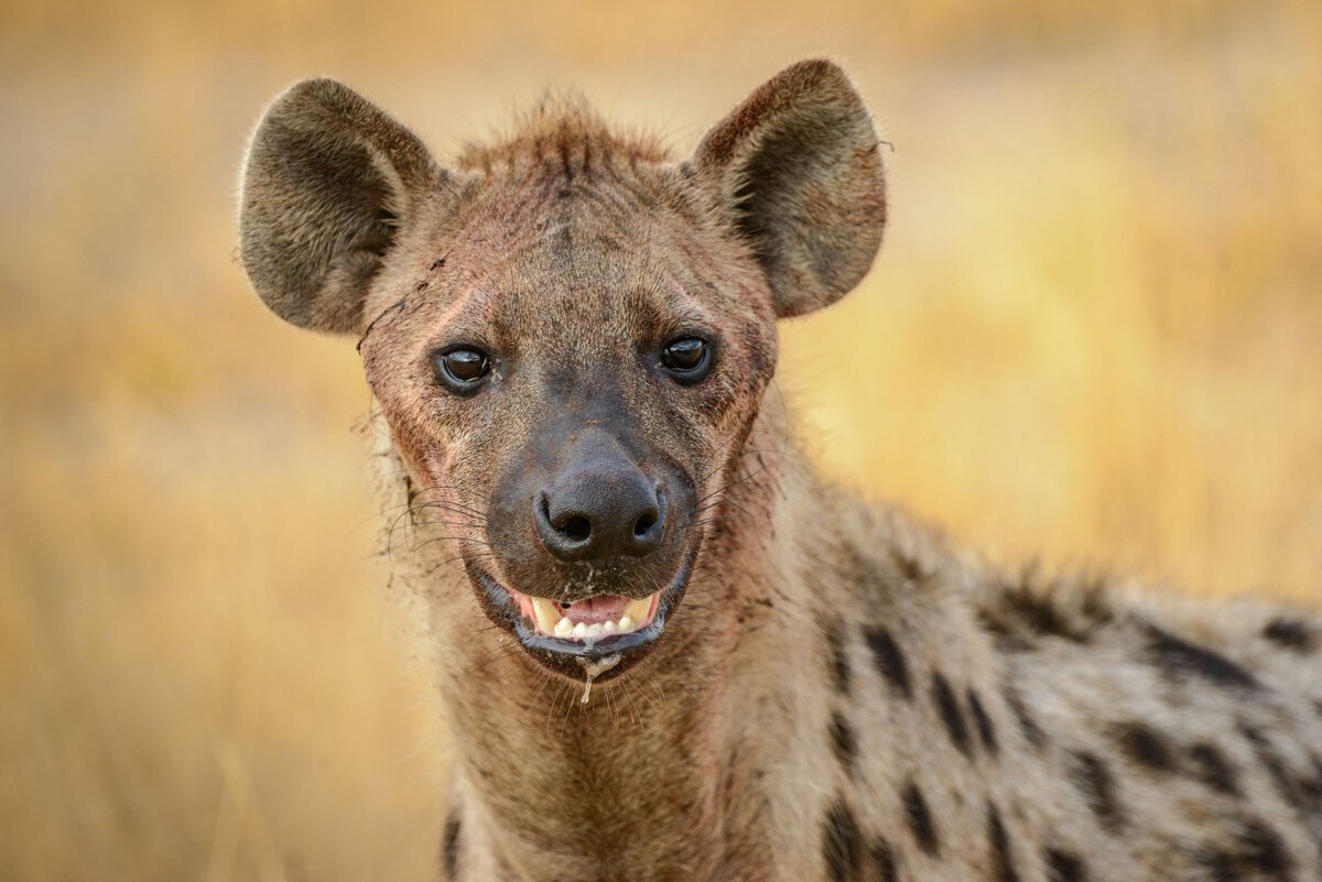 Гиены пятнистая гиена