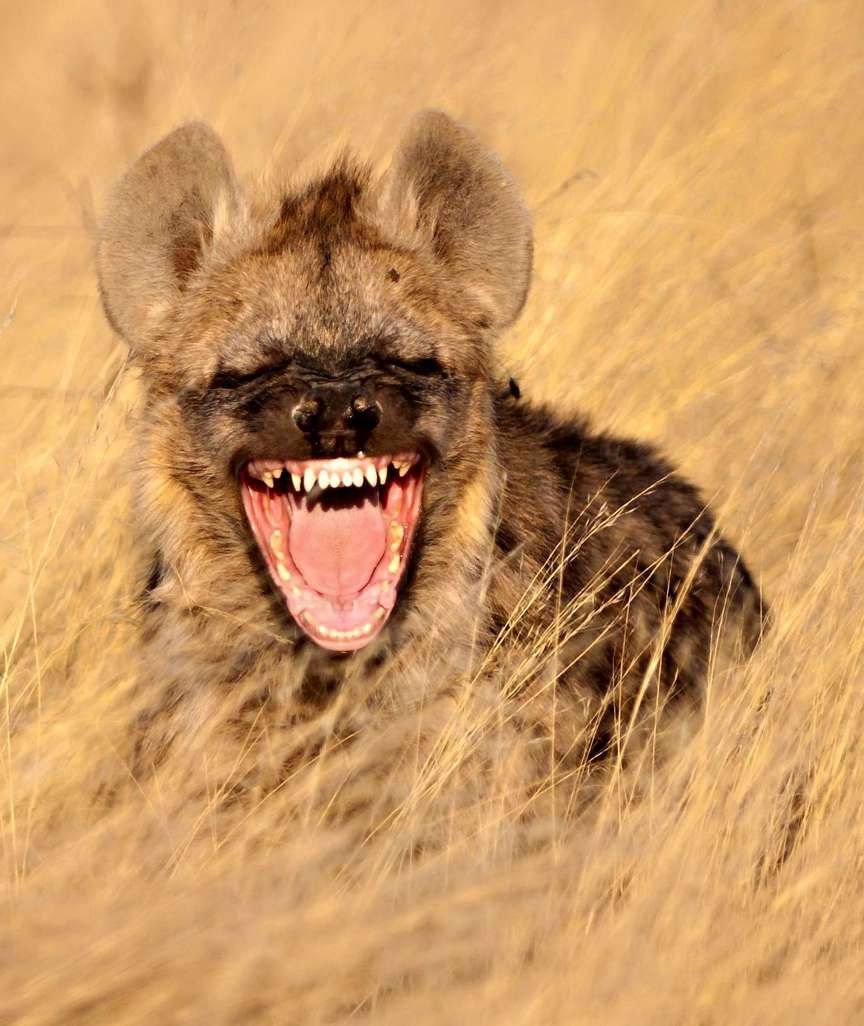 Хитрая гиена