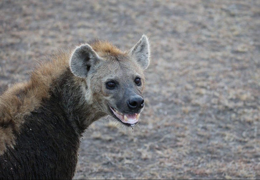 Сафари гиены