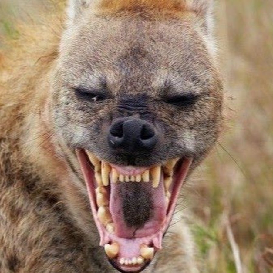 Гиена смеется
