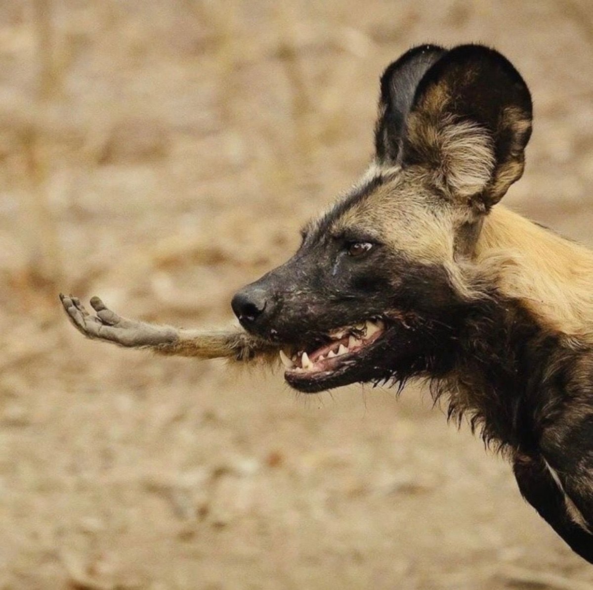 Гиеновидная собака и гиена