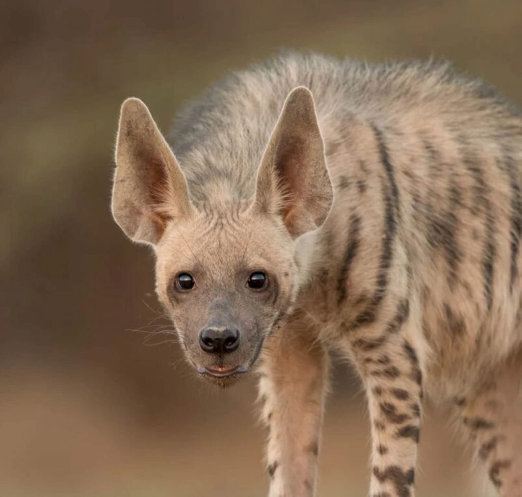 Голодная гиена картинки