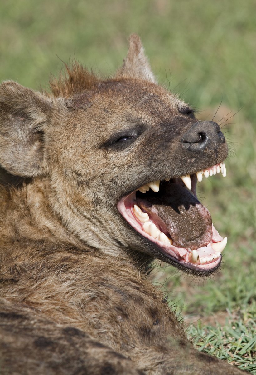 Гиена смеется