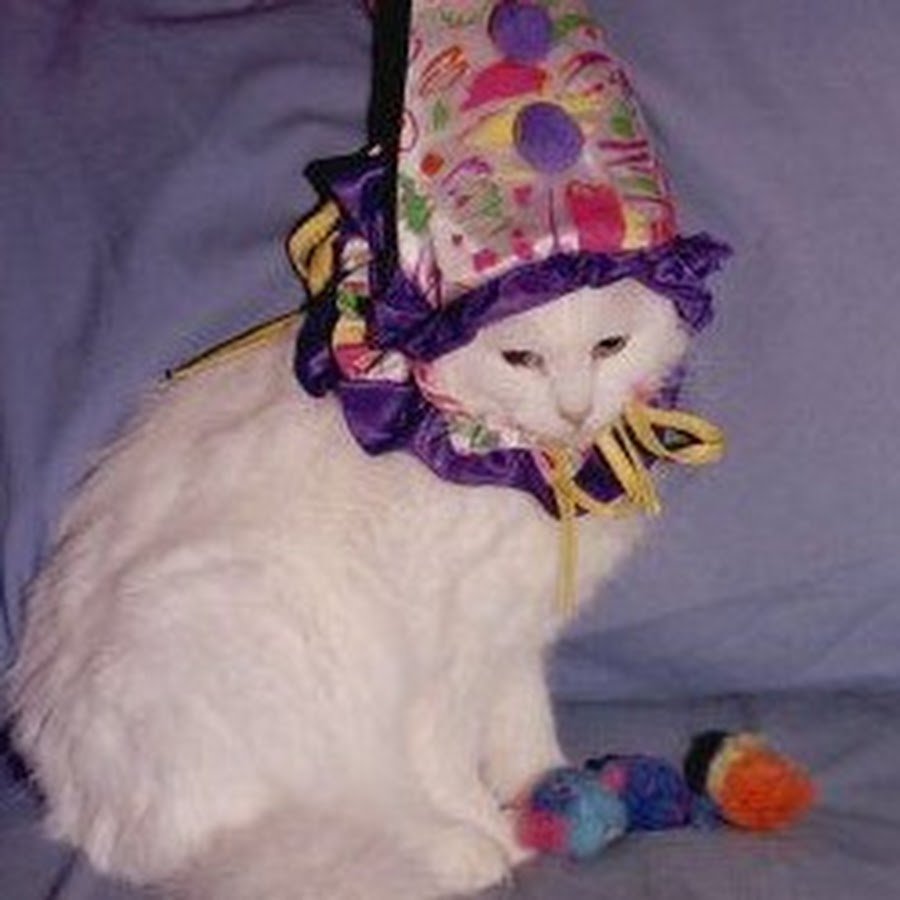 Колпаки кот