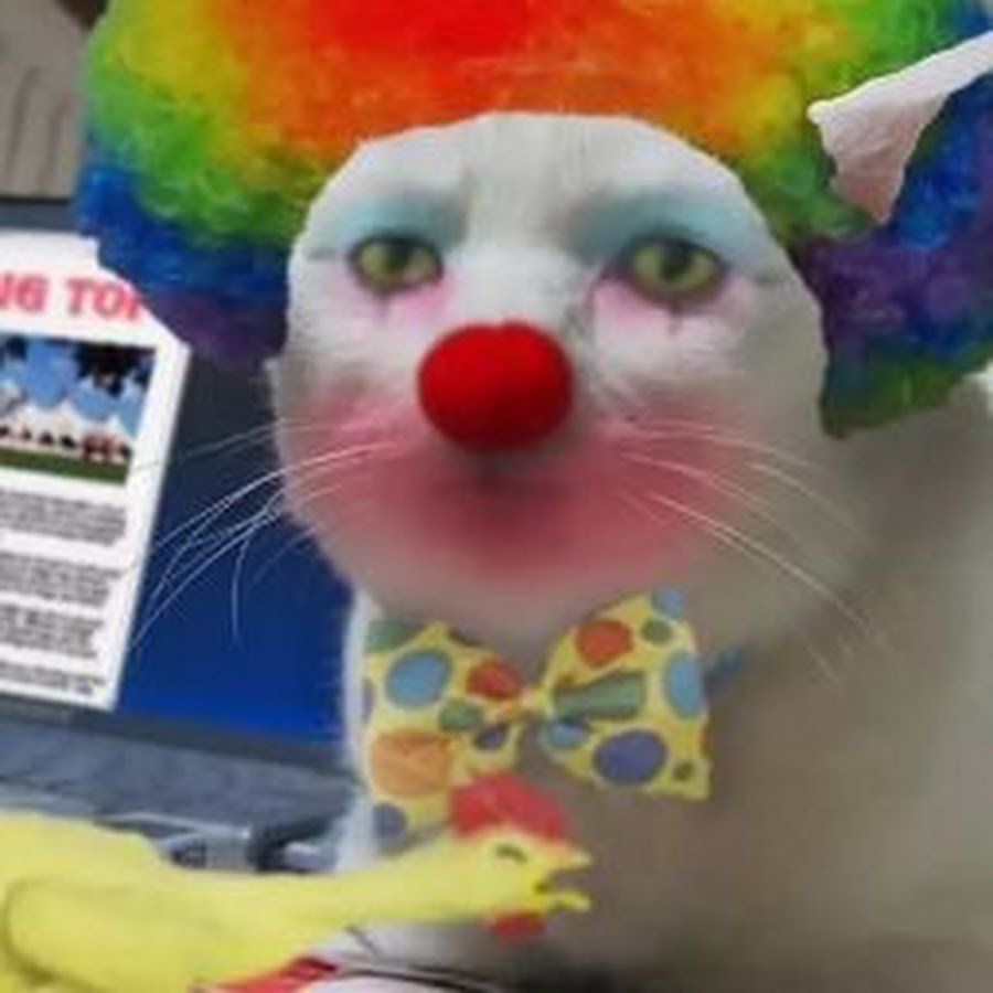 Кот в костюме клоуна